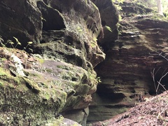 Asplenium rhizophyllum