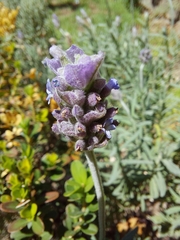 Lavandula dentata