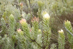 Leucadendron daphnoides