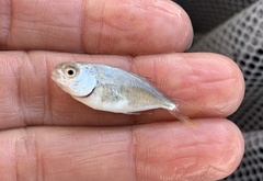 Trachinotus carolinus
