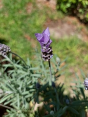 Lavandula dentata