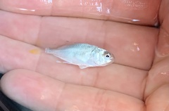 Trachinotus carolinus