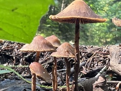 Psathyrella bipellis