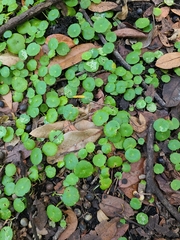 Hydrocotyle verticillata