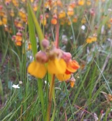 Hermannia multiflora