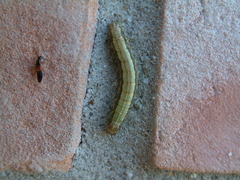 Spodoptera frugiperda