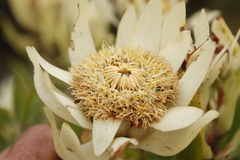 Leucadendron daphnoides