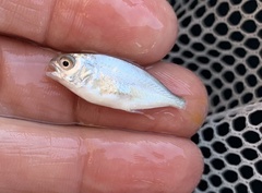 Trachinotus carolinus