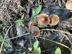 Psathyrella bipellis