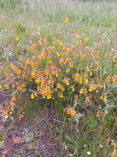 Image of Hermannia multiflora by no rights reserved