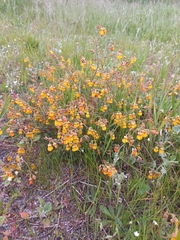 Hermannia multiflora