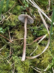 Inocybe napipes