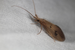 Trichoptera