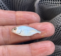 Trachinotus carolinus