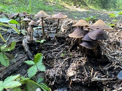 Psathyrella bipellis