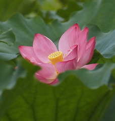 Nelumbo nucifera