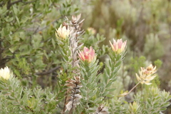 Leucadendron daphnoides
