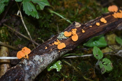 Favolaschia claudopus