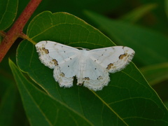 Scopula ornata