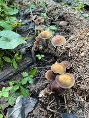 Psathyrella bipellis