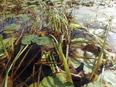 Sparganium americanum