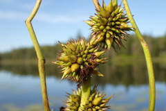 Sparganium americanum