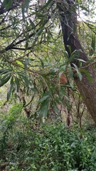 Pouteria salicifolia