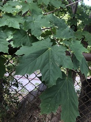 Acer platanoides