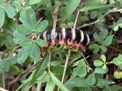 Arthrophaga myriapodina