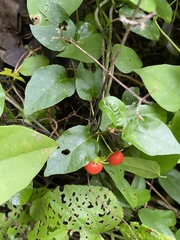 Lycianthes lenta