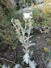 Argemone munita