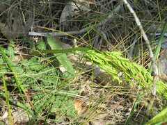 Sceptridium dissectum