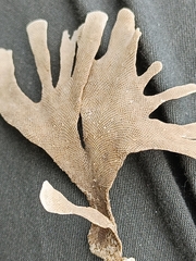 Flustra