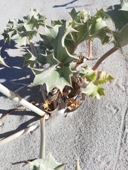 Eryngium maritimum