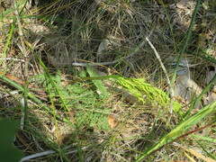 Sceptridium dissectum