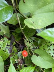Lycianthes lenta