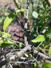 Peniocereus striatus