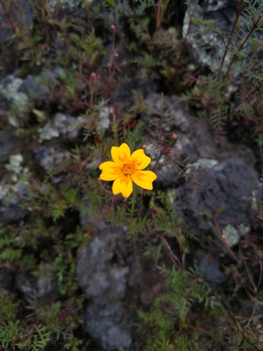 Tagetes lunulata