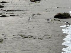Charadriiformes