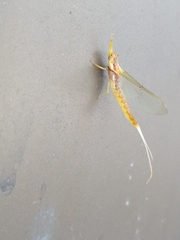 Ephemeridae