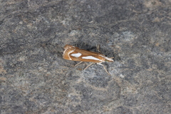 Catoptria mytilella