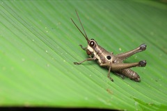 Ommatolampis perspicillata