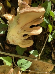 Meripilus giganteus