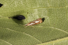 Catoptria mytilella