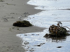 Charadriiformes