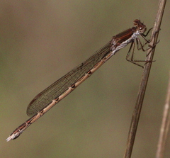 Sympecma fusca