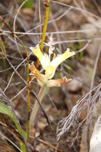 Lachenalia orchioides