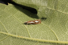 Catoptria mytilella