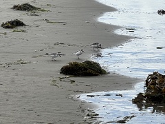 Charadriiformes