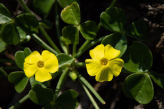Oxalis megalorrhiza